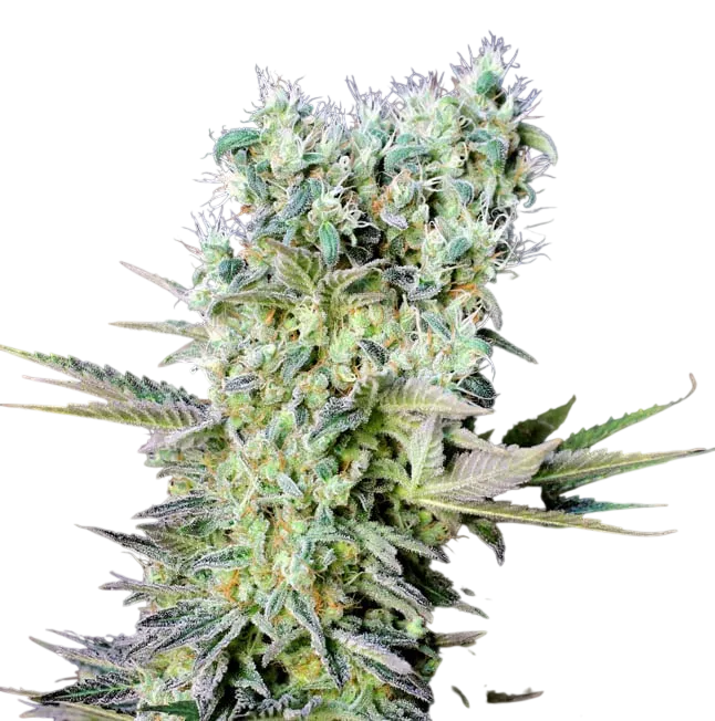 Northern Lights X | PHOTOFEM | Genehtik Seeds