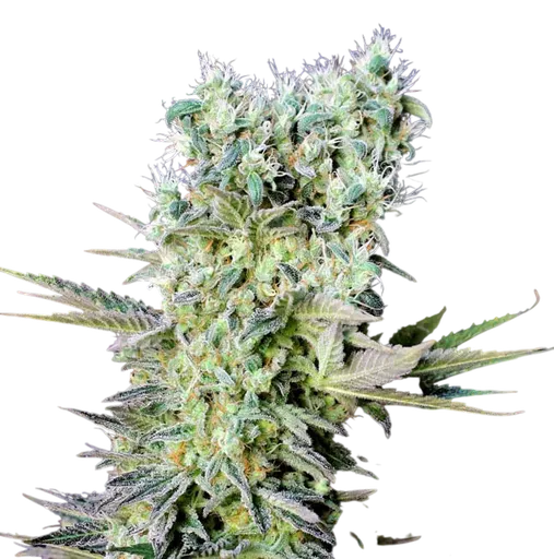 Northern Lights X
