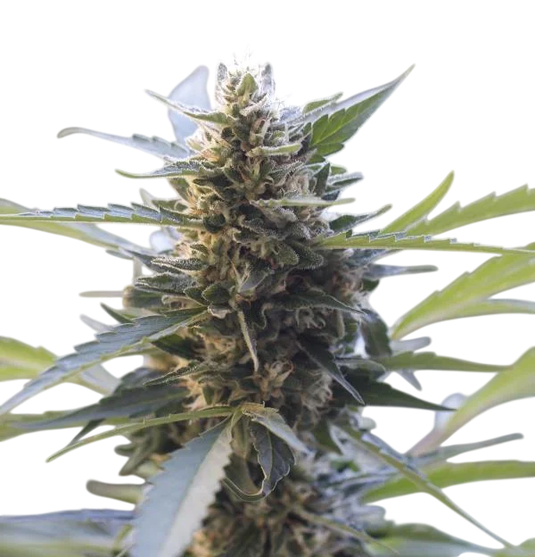 Northern Lights x Skunk | PHOTOFEM | G13 Labs