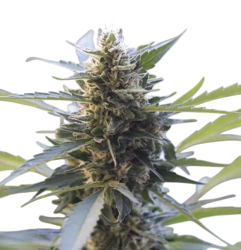 Northern Lights x Skunk