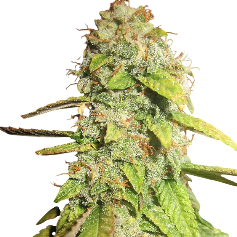 Notorious OG | PHOTOFEM | Pheno Finder Seeds