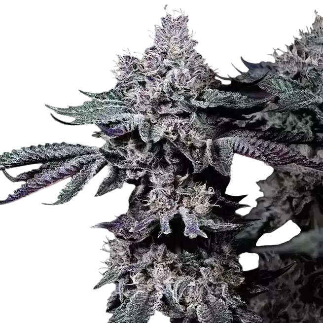 Nuggz R1 | PHOTOFEM | Ethos Genetics