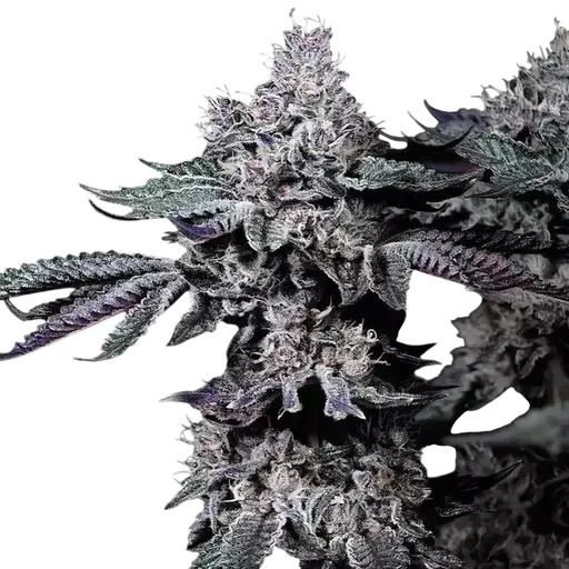 Nuggz R1 | PHOTOFEM | Ethos Genetics