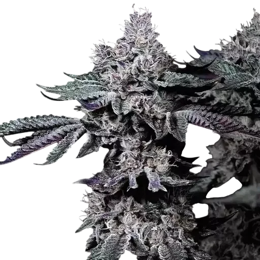 Nuggz R1