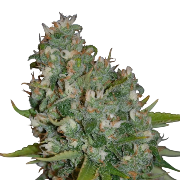 OG13 | PHOTOFEM | G13 Labs