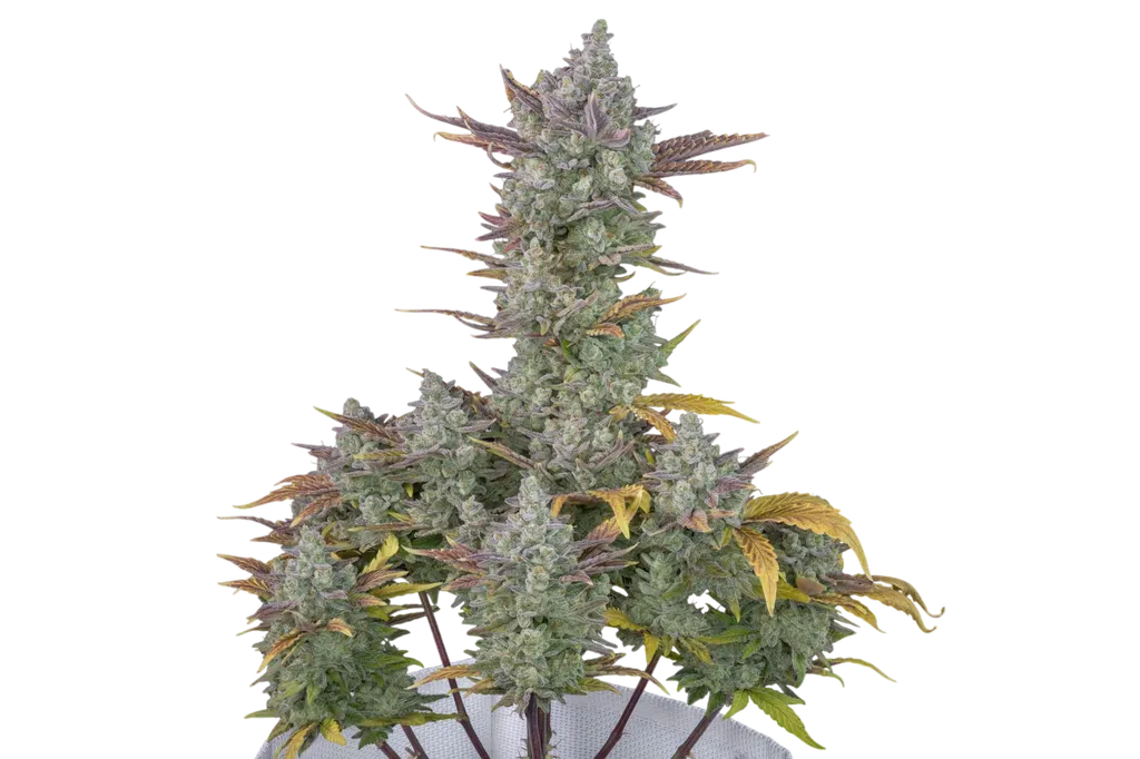 Gorilla Cookies Auto | AUTOFEM | Fast Buds