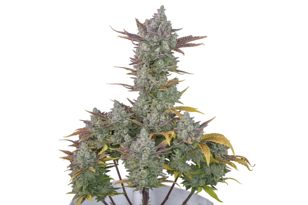 Gorilla Cookies Auto | AUTOFEM | Fast Buds