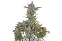 Gorilla Cookies Auto | AUTOFEM | Fast Buds