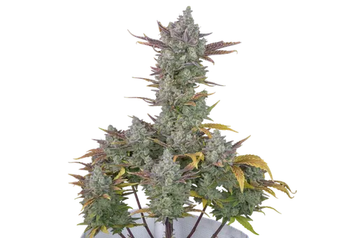 Gorilla Cookies Auto | AUTOFEM | Fast Buds