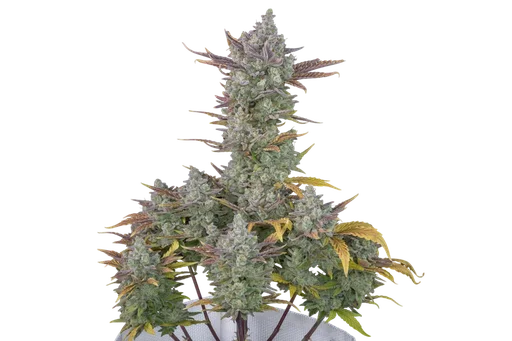 Gorilla Cookies Auto
