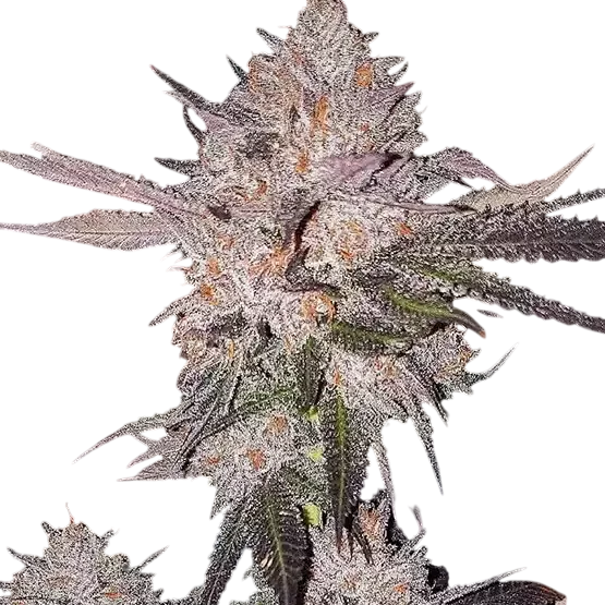 OG Kush Auto – Produktansicht