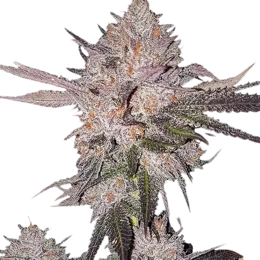 OG Kush Auto