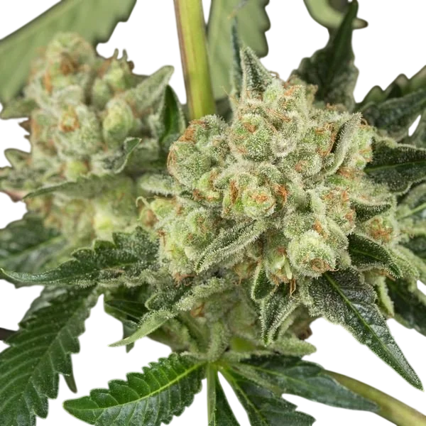 OG Kush Auto | AUTOFEM | Tiger One Bulk