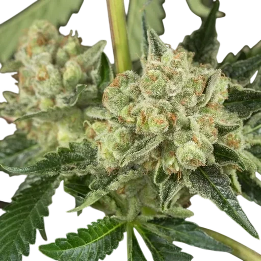 OG Kush Auto
