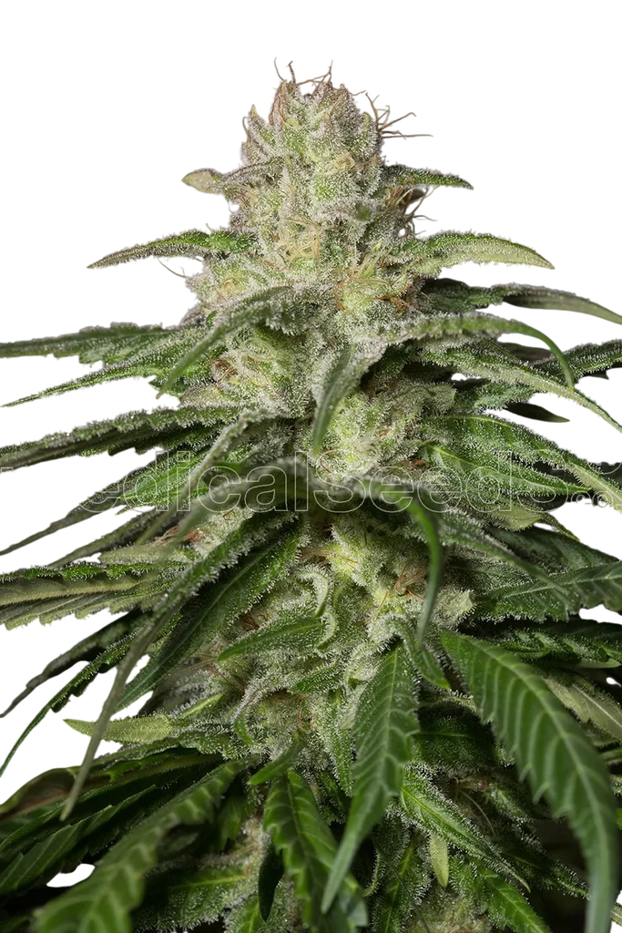 OG Kush CBD | PHOTOFEM | Medical Seeds