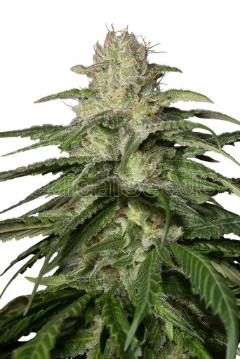 OG Kush CBD