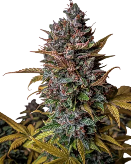 Orange Biscuits Auto | AUTOFEM | Mephisto Genetics