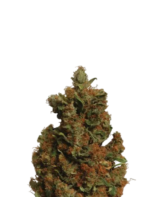 Orange Bud | PHOTOFEM | Nirvana Seeds
