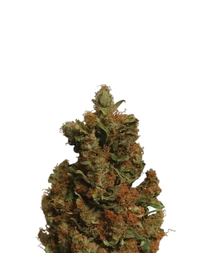 Orange Bud