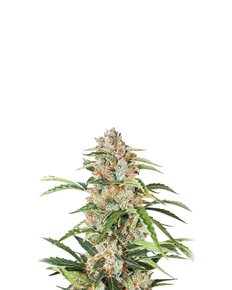 Orange Bud Auto | AUTOFEM | Nirvana Seeds