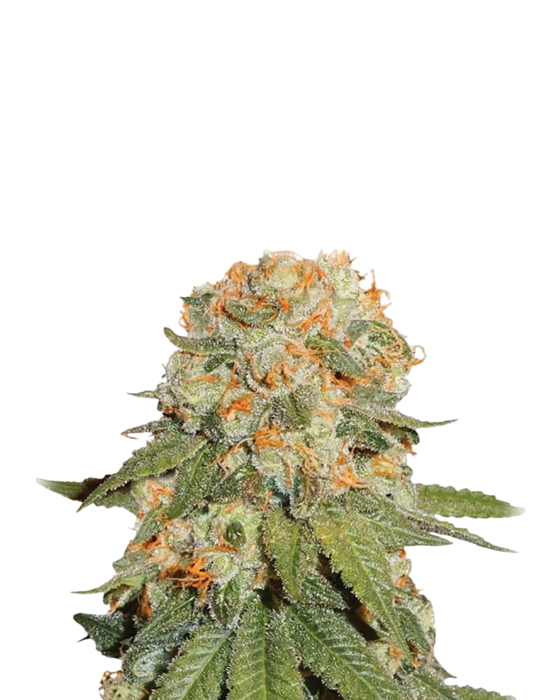 Orange Bud | PHOTOREG | Nirvana Seeds