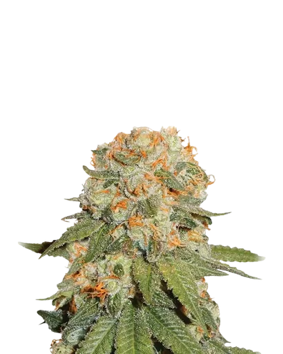 Orange Bud
