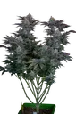 Gorilla Cookies FAST | PHOTOFEM | Fast Buds