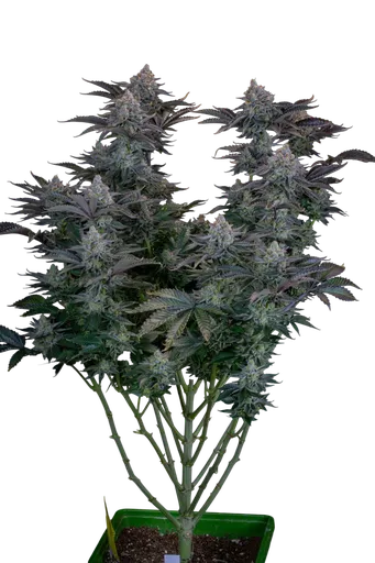 Gorilla Cookies FAST