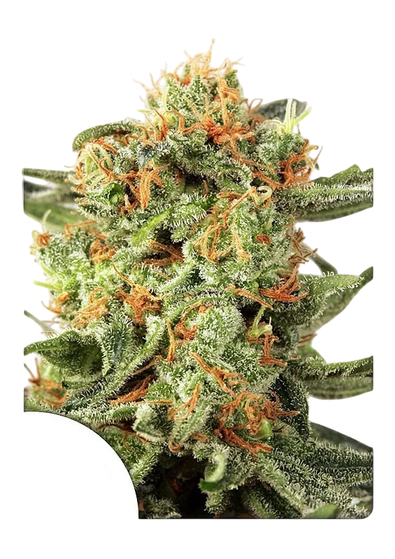 Orange Hill Special | PHOTOREG | Dutch Passion