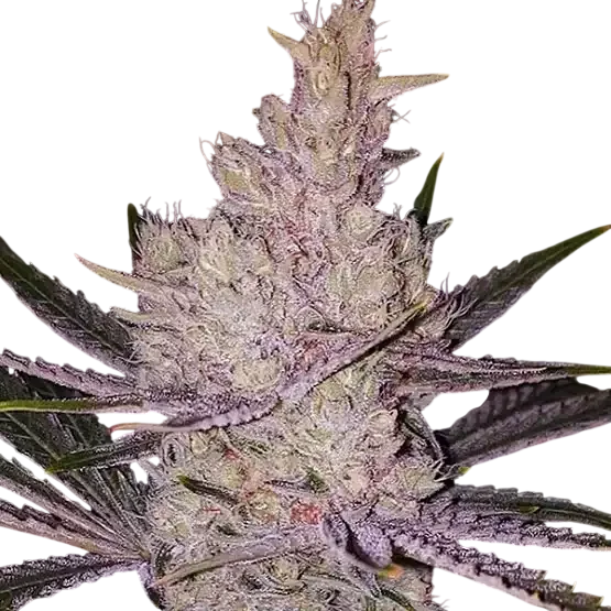 Orange Kush Cake R1 | PHOTOFEM | Ethos Genetics