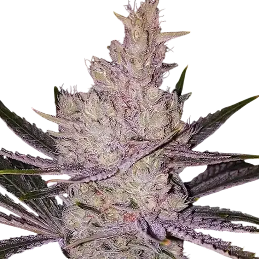 Orange Kush Cake R1 | PHOTOFEM | Ethos Genetics