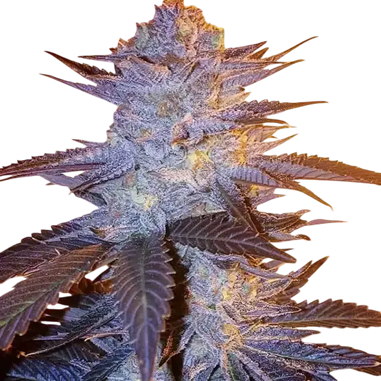 Orange Velvet Underground RBX | PHOTOFEM | Ethos Genetics