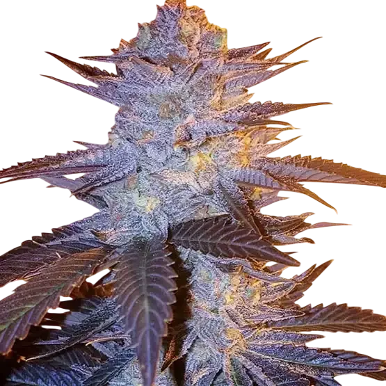 Orange Velvet Underground RBX | PHOTOFEM | Ethos Genetics