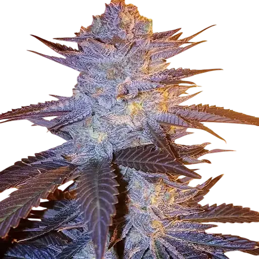 Orange Velvet Underground RBX | PHOTOFEM | Ethos Genetics