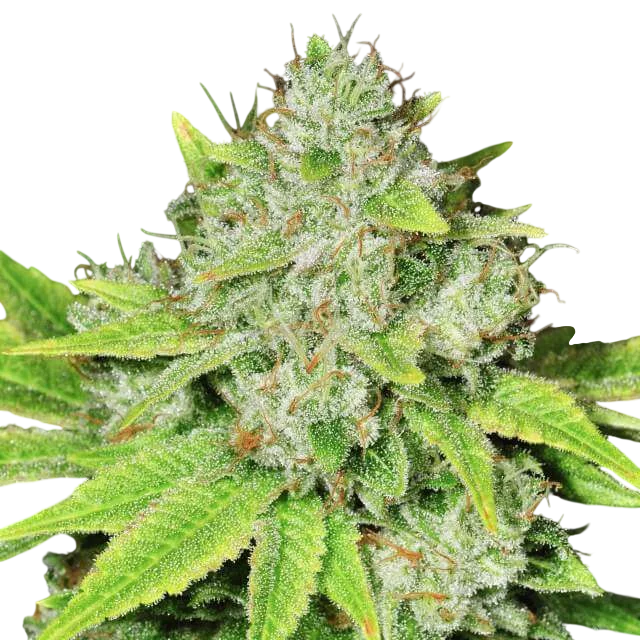 Original Glue | PHOTOFEM | Nirvana Seeds