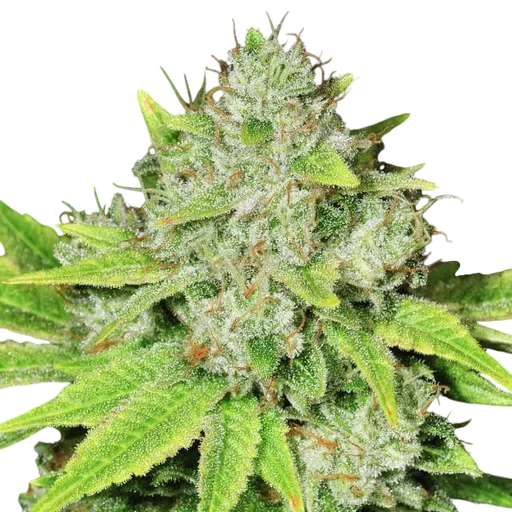Original Glue Auto