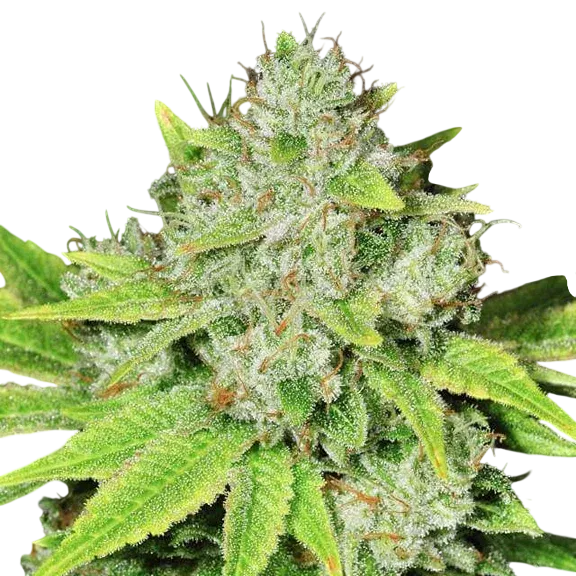 Original Glue | PHOTOREG | Nirvana Seeds