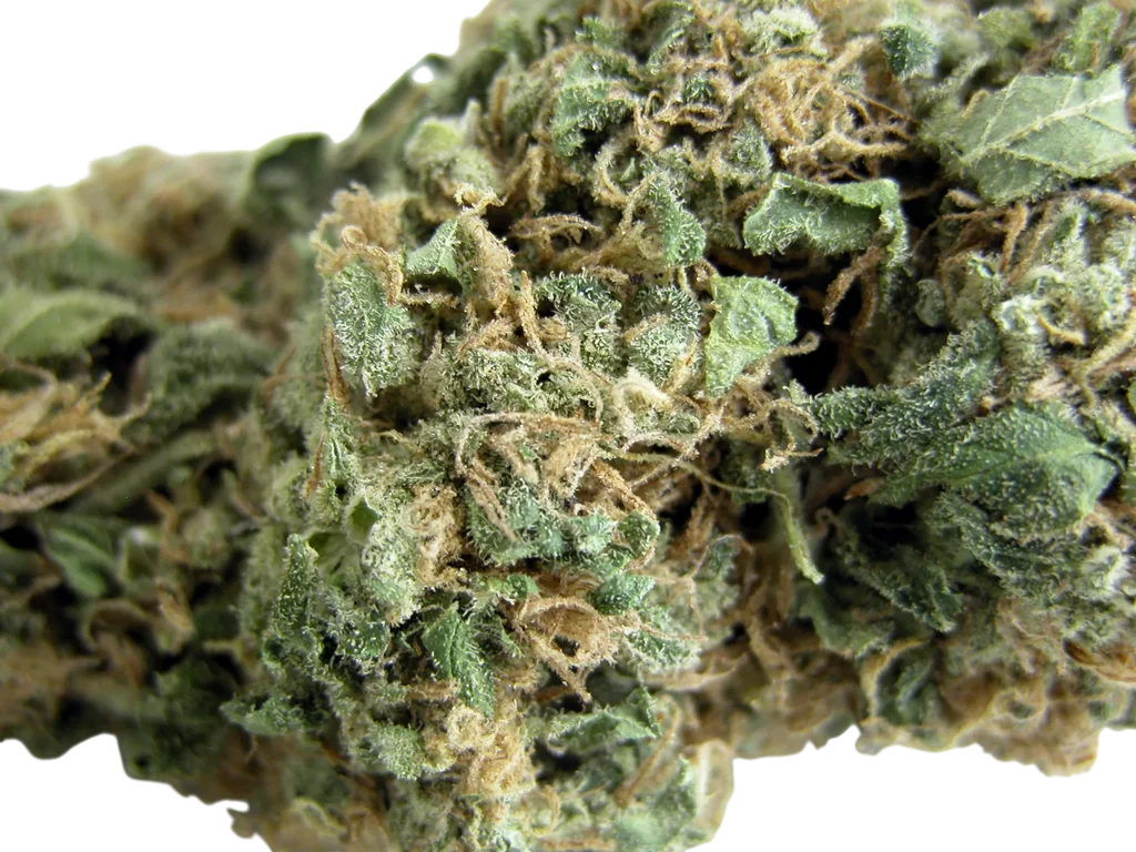 Original Skunk #1 | PHOTOREG | Seedsman