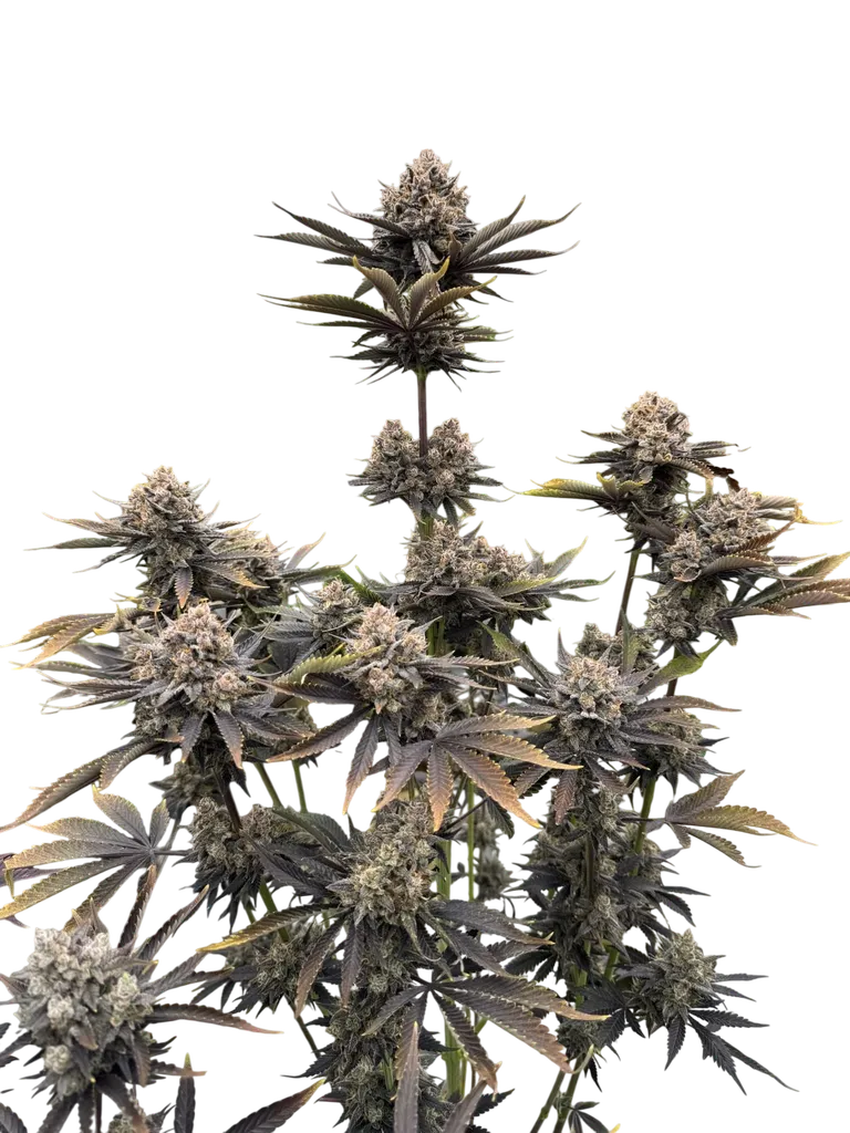 Banana Purple Punch Auto | AUTOFEM | Fast Buds