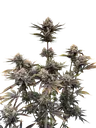 Banana Purple Punch Auto | AUTOFEM | Fast Buds