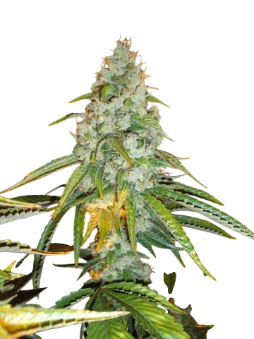 Original Sour Diesel | PHOTOFEM | Cali Connection