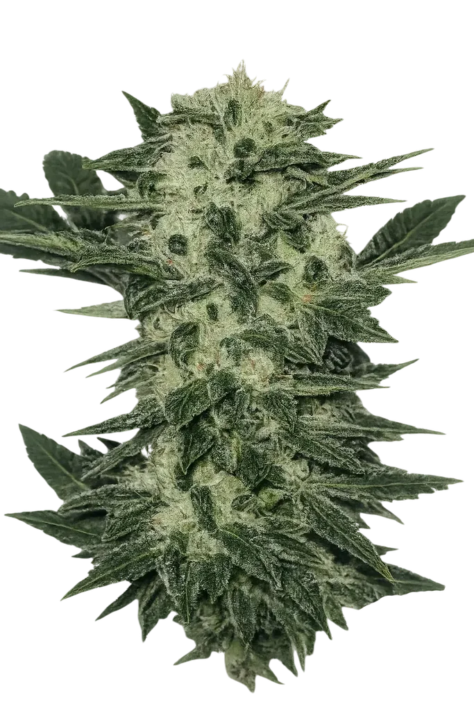 Original Sour Diesel | PHOTOFEM | Cali Connection