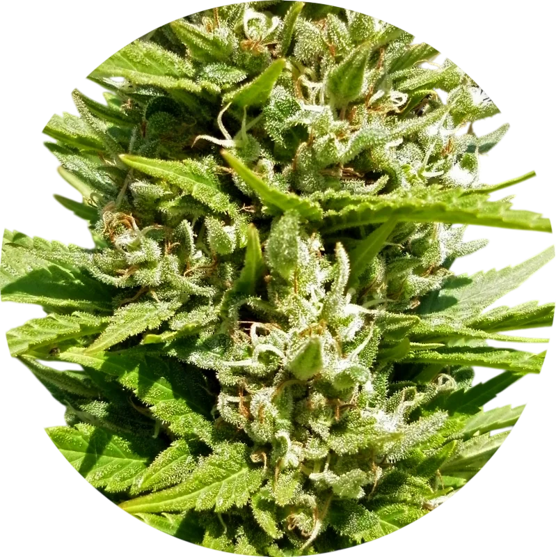Outdoor Mix Classic | PHOTOREG | Top Tao Seeds