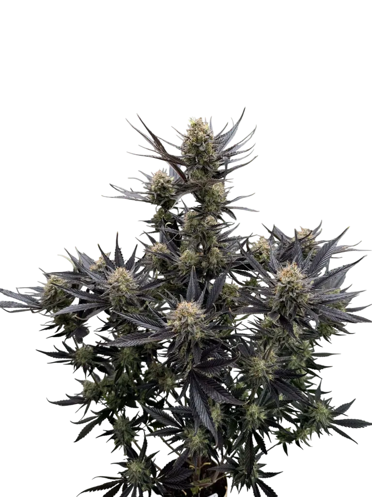 Guava Auto | AUTOFEM | Fast Buds