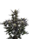 Guava Auto | AUTOFEM | Fast Buds