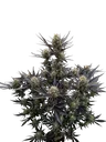 Guava Auto | AUTOFEM | Fast Buds
