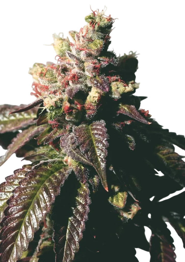 Passion Berry | PHOTOFEM | Cali Connection