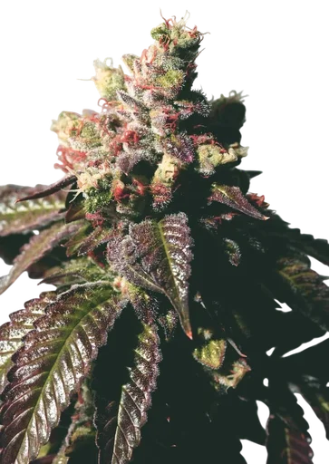 Passion Berry