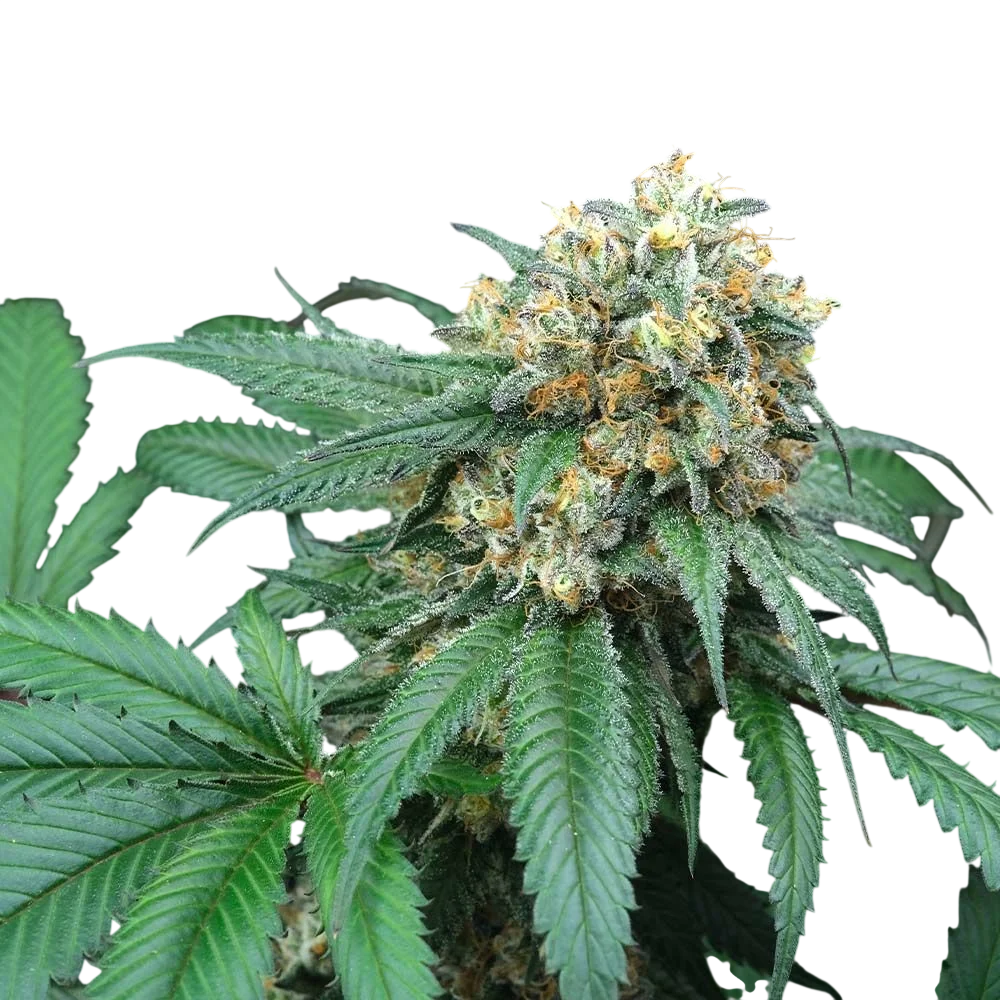Peach Lassi | PHOTOREG | Perfect Tree Seeds