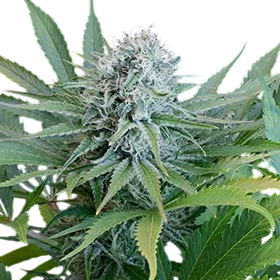 Peach Puree CBD | PHOTOFEM | G13 Labs